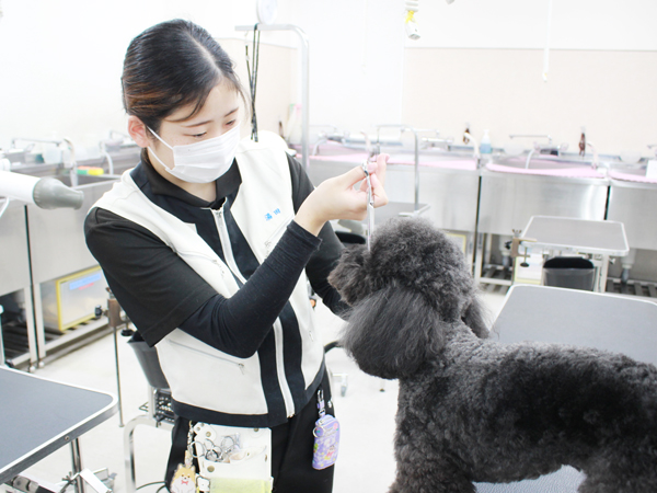 お客様犬のトリミング実習♪
